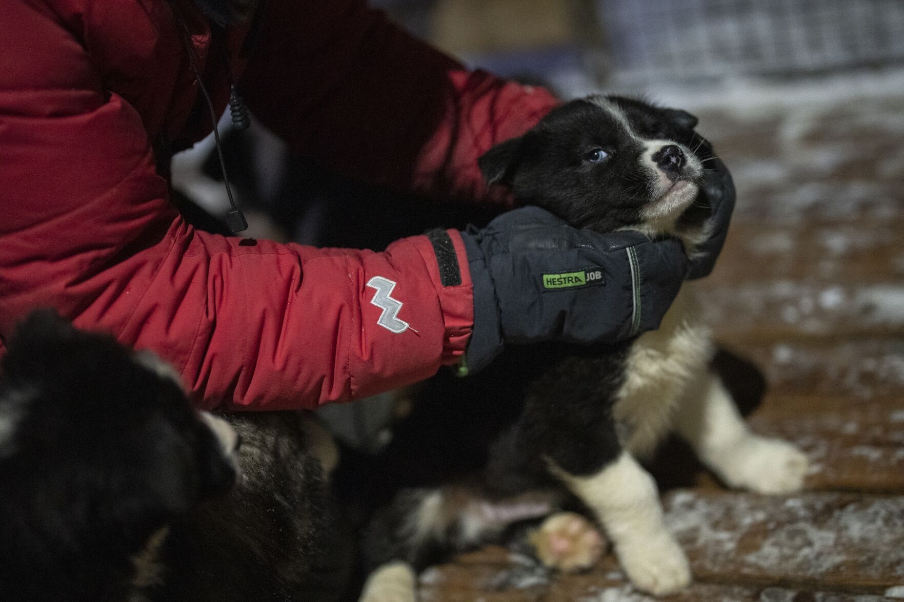 Norwegian Arctic Dog Sledding